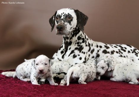 Stolze Mama Christi ORMOND Empress Edition mit ihrem BB-Wurf vom Teutoburger Wald (3. Woche)