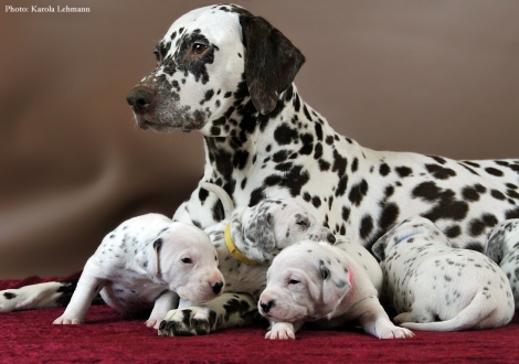 Stolze Mama Christi ORMOND Empress Edition mit ihrem BB-Wurf vom Teutoburger Wald (3. Woche)