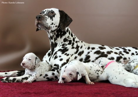 Stolze Mama Christi ORMOND Empress Edition mit ihrem BB-Wurf vom Teutoburger Wald (3. Woche)