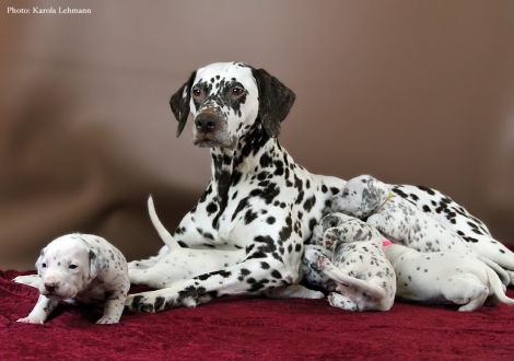 Stolze Mama Christi ORMOND Empress Edition mit ihrem BB-Wurf vom Teutoburger Wald (3. Woche)