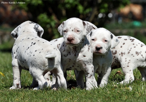 Mr. Ohne mit Mr. Blau und Lady Rosa