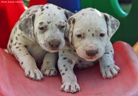 Lady Gelb mit ihrem Bruder Mr. Blau