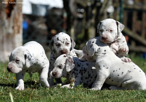 BB-Wurf vom Teutoburger Wald (3,5 Wochen alt)