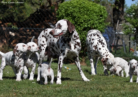 Christi ORMOND Empress Edition mit ihrem BB-Wurf vom Teutoburger Wald und Christi ORMOND Knjazjouna Kyra mit ihrem Christi ORMOND O-Wurf