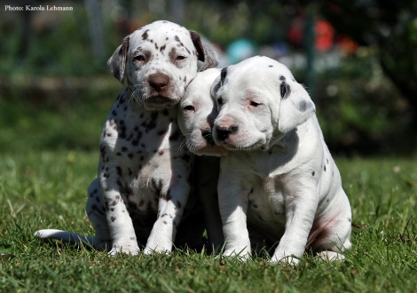 Lady Ohne mit Mr. Ohne und Lady Rosa