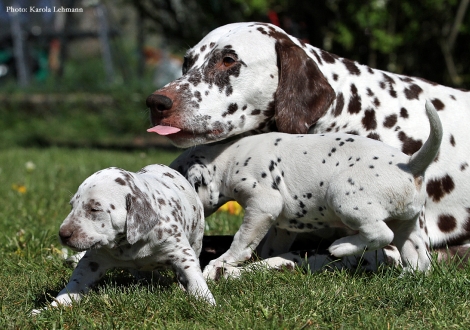 Mama Christi ORMOND Empress Edition mit Lady Gelb und Mr. Ohne  