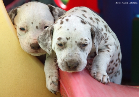 Mr. Blau und Lady Gelb