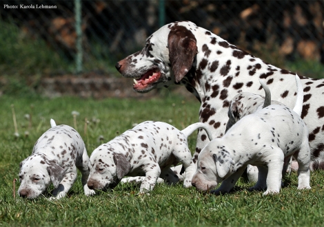 Mama Christi ORMOND Empress Edition mit Lady Gelb, Lady Ohne und Mr. Ohne