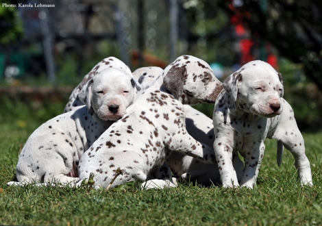 Mr. Ohne, Lady Ohne und Mr. Blau