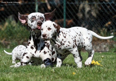 Tante Christi ORMOND Empress Edition mit Christi ORMOND Optimus Prime