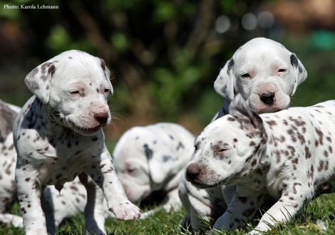 Mr. Blau, Lady Gelb und Mr. Ohne