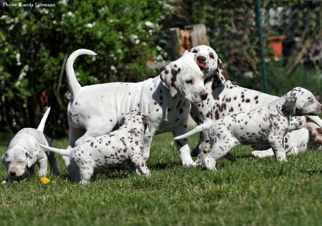 BB-Wurf vom Teutoburger Wald (3,5 Wochen) mit dem Christi ORMOND O-Wurf (7 Wochen)