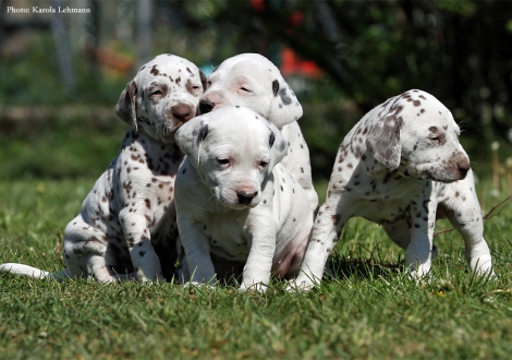 Lady Ohne, Mr. Ohne, Lady Rosa und Lady Gelb