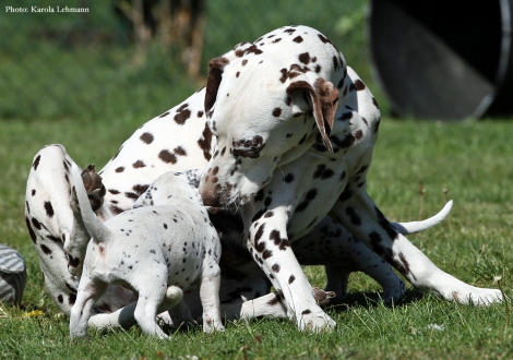 Halbschwester Christi ORMOND Knjazjouna Kyra mit Mr. Ohne