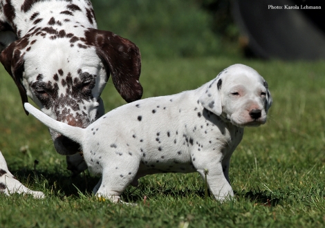 Mama Christi ORMOND Empress Edition mit Mr. Ohne