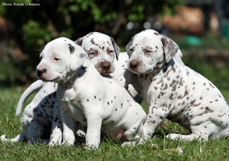 Lady Rosa, Lady Ohne und Lady Gelb