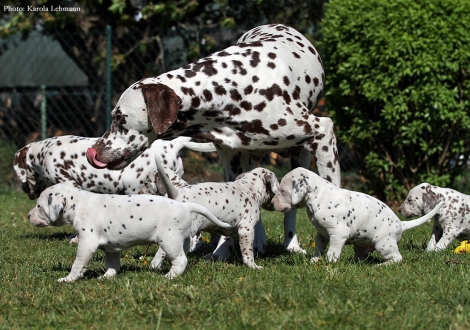 Mama Christi ORMOND Empress Edition mit ihrem BB-Wurf vom Teutoburger Wald und dem Christi ORMOND O-Wurf