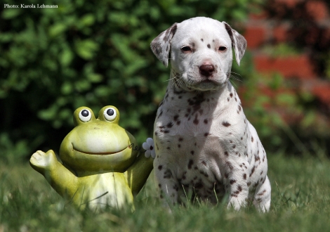Butter Biscuit vom Teutoburger Wald - Mr. Blau | Rüde | weiß-braun