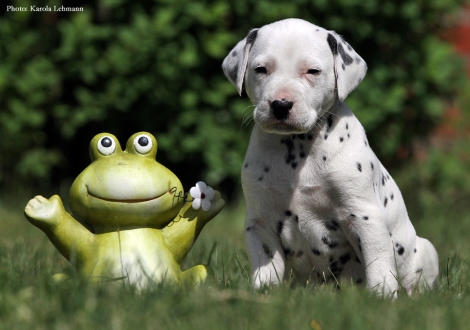 Black Blaze vom Teutoburger Wald- Mr. Ohne | Rüde | weiß-schwarz