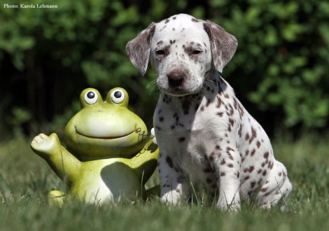 Betty Boop vom Teutoburger Wald - Lady Gelb | Hündin | weiß-braun