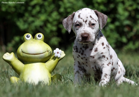 Beloved By´all vom Teutoburger Wald - Lady Ohne | Hündin | weiß-braun