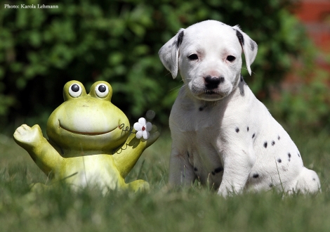 Brigitte Bardot vom Teutoburger Wald- Lady Rosa | Hündin | weiß-schwarz