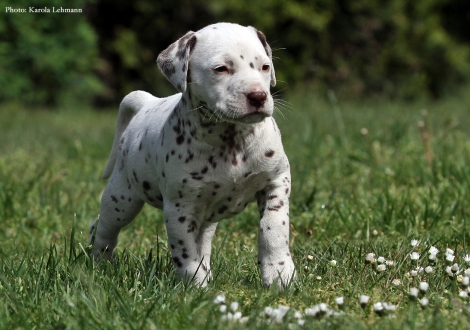 Butter Biscuit vom Teutoburger Wald