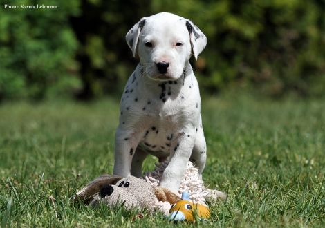 Black Blaze vom Teutoburger Wald