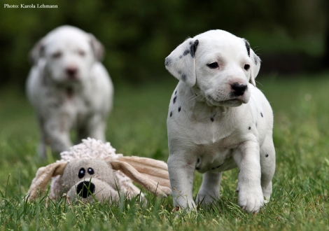 Brigitte Bardot vom Teutoburger Wald