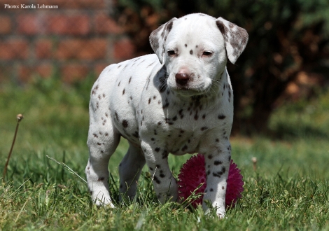 Butter Biscuit vom Teutoburger Wald