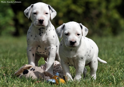Black Blaze und Brigitte Bardot vom Teutoburger Wald