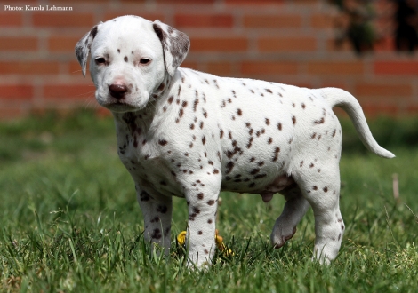 Butter Biscuit vom Teutoburger Wald