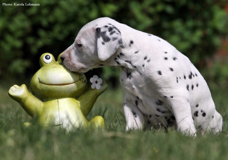 Black Blaze vom Teutoburger Wald