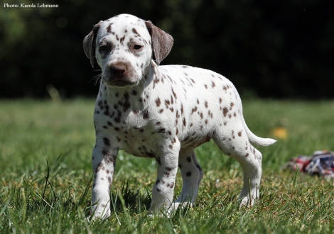 Beloved By´all vom Teutoburger Wald