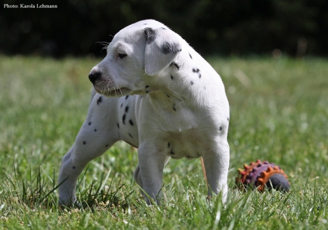 Brigitte Bardot vom Teutoburger Wald