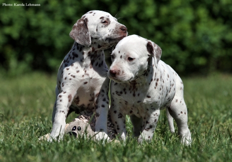 Betty Boop und Butter Biscuit vom Teutoburger Wald