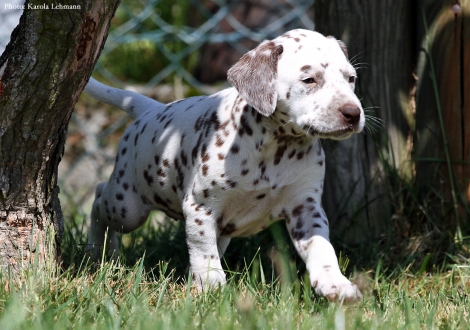 Betty Boop vom Teutoburger Wald