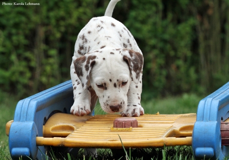 Butter Biscuit vom Teutoburger Wald - Mr. Blau | Rüde | weiß-braun