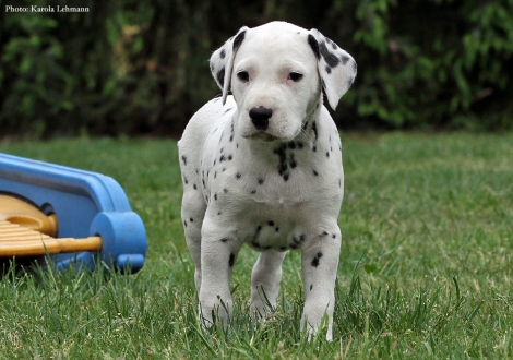 Black Blaze vom Teutoburger Wald - Mr. Ohne | Rüde | weiß-schwarz