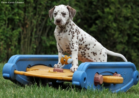 Betty Boop vom Teutoburger Wald- Lady Gelb | Hündin | weiß-braun