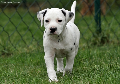 Brigitte Bardot vom Teutoburger Wald- Lady Rosa | Hündin | weiß-schwarz