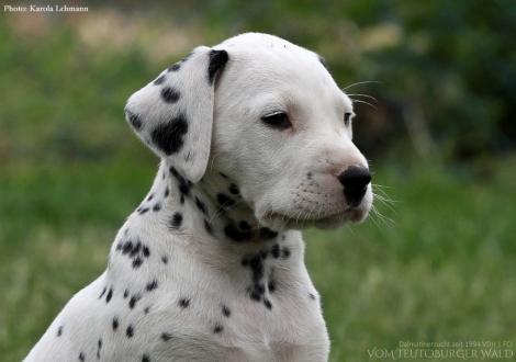 Black Blaze vom Teutoburger Wald