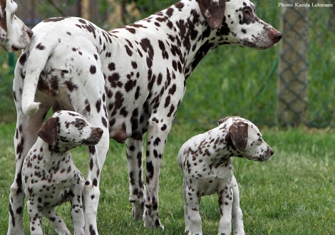 Mama Christi ORMOND Empress Edition mit ihren Töchtern Beloved By´all und Betty Boop vom Teutoburger Wald