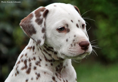 Butter Biscuit vom Teutoburger Wald