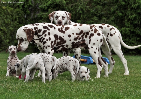 Großonkel Christi ORMOND Coppola und Onkel Christi ORMOND Exquisite Selection mit dem BB-Wurf vom Teutoburger Wald