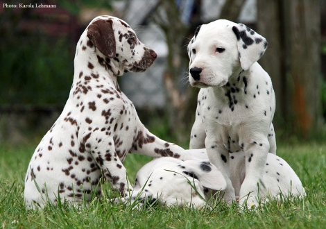 Beloved By´all mit ihrem Bruder Black Blaze vom Teutoburger Wald