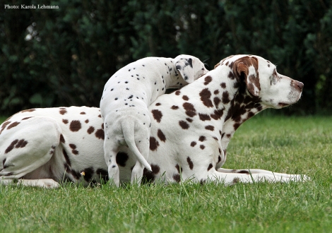 Oma Mochaccino Dalmatian Dream (13 Jahre) mit Brigitte Bardot vom Teutoburger Wald