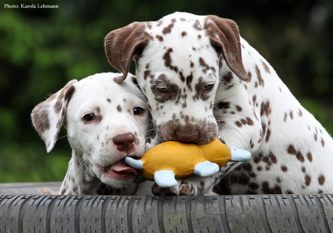 Butter Biscuit mit seiner Schwester Beloved By´all vom Teutoburger Wald