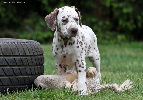 Betty Boop vom Teutoburger Wald