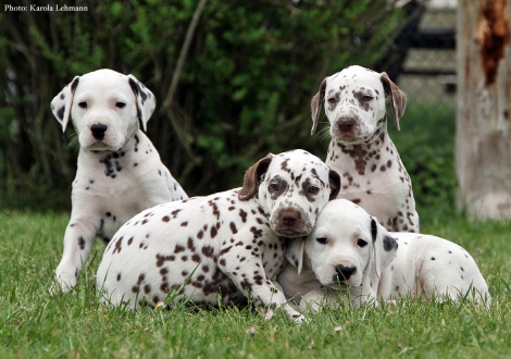 Black Blaze mit seinen Schwestern Beloved By´all, Brigitte Bardot und Betty Boop vom Teutoburger Wald
